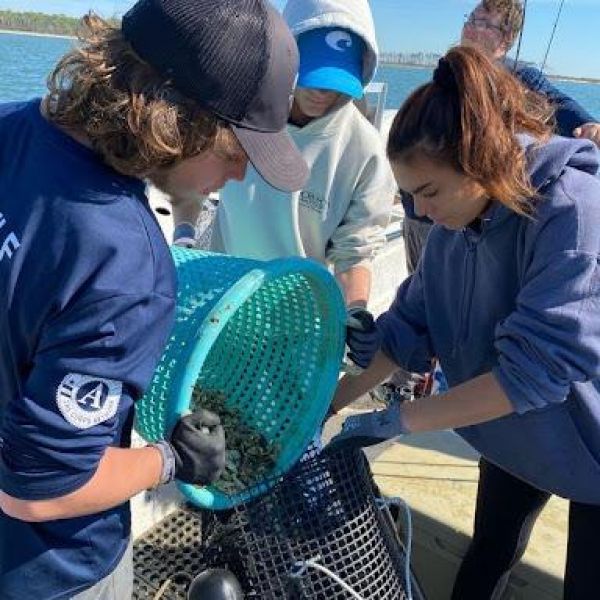 Three students transfer oysters from a blue bucket into a black mesh cage.