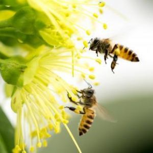 honeybees