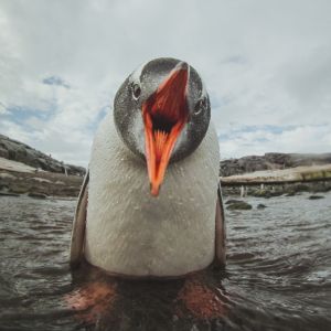 gentoo penguin in Antarctica