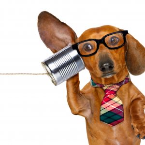 Dog with glasses holding can with string up to ear