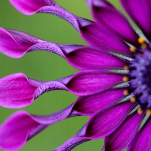 purple African daisy