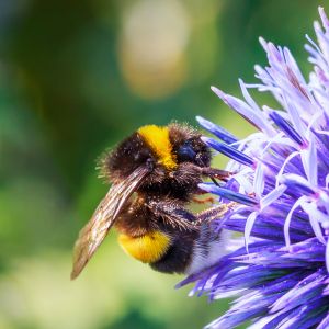 bumblebee and blue thistle