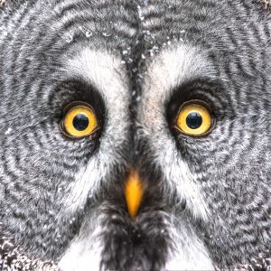 close up of great gray owl