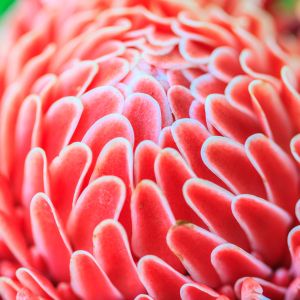 red torch flowers