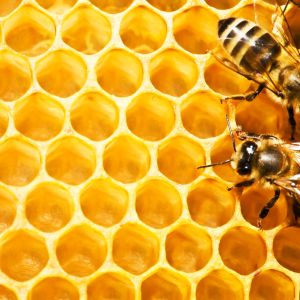 bees on honeycomb