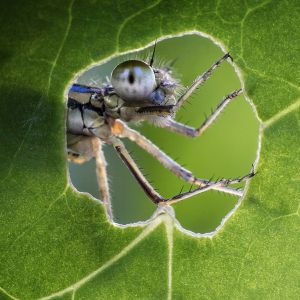 dragonfly looking through hole in center of leaf