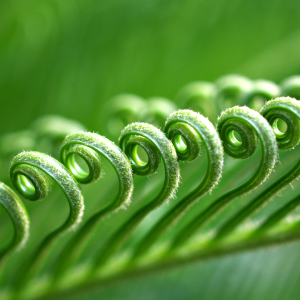 young sago palm leaves
