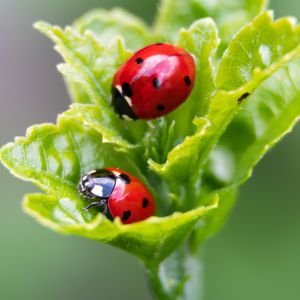 two ladybugs on green leaf