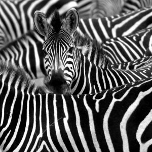 close up of a group of zebras