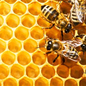macro image of bees on honeycomb