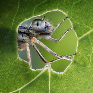 macro dragonfly looking through hole in leaf
