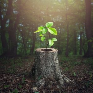 new tree growing from stump