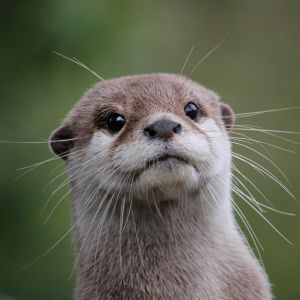 small clawed otter