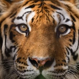 Bengal tiger
