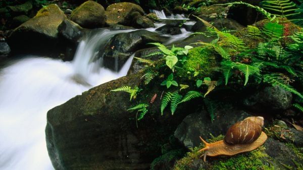 Image of a stream