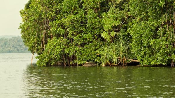 Mangroves