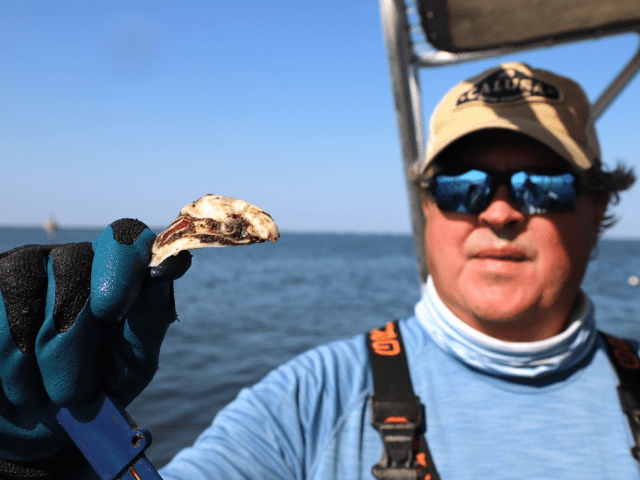 Reed Smith of Calusa Oyster Company, a farm based in Lower Tampa Bay, will be featured in our exhibit.