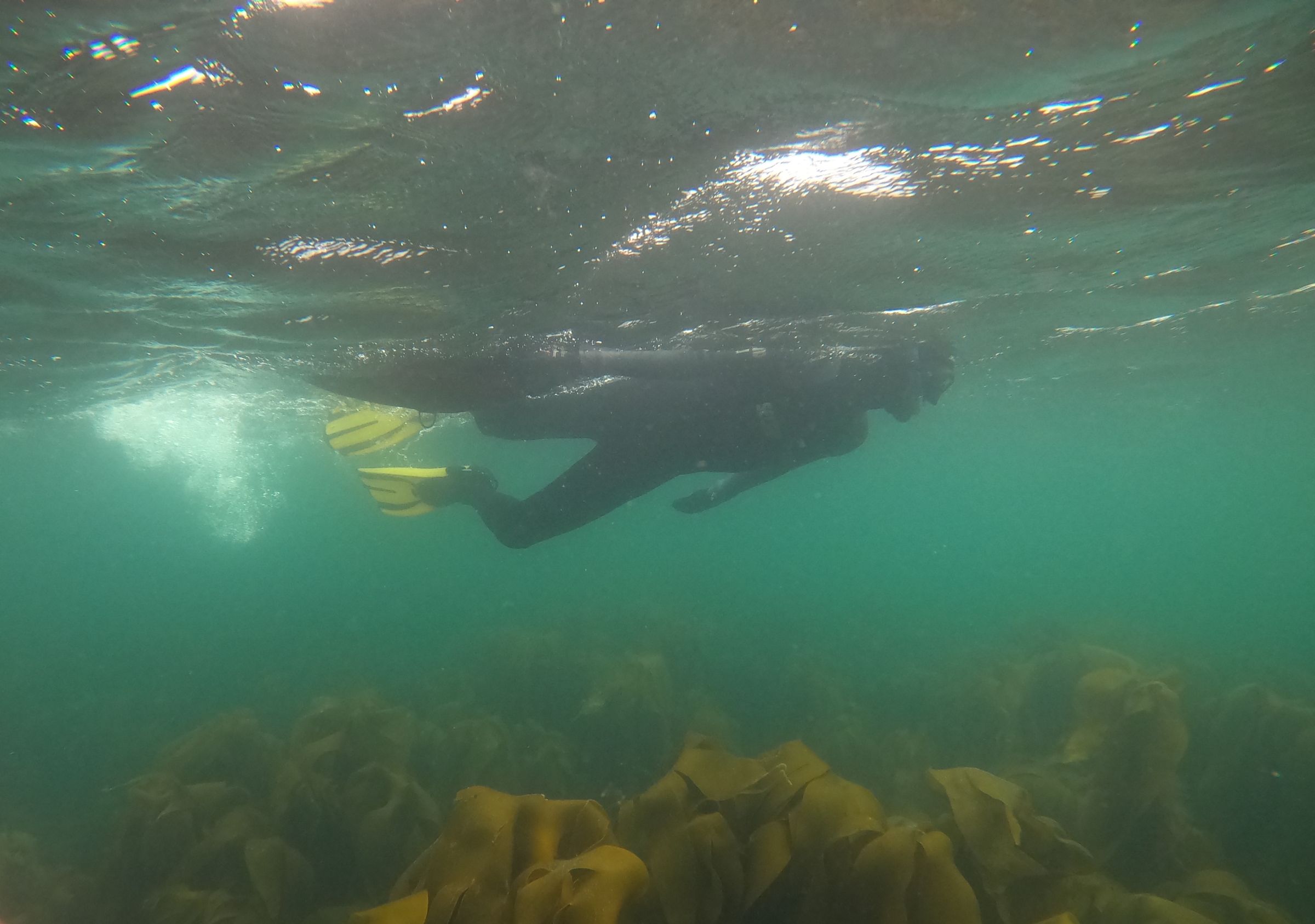 EE 30 Under 30 Awardee Joe snorkels over a kelp bed in Sanday, Orkney, Scotland