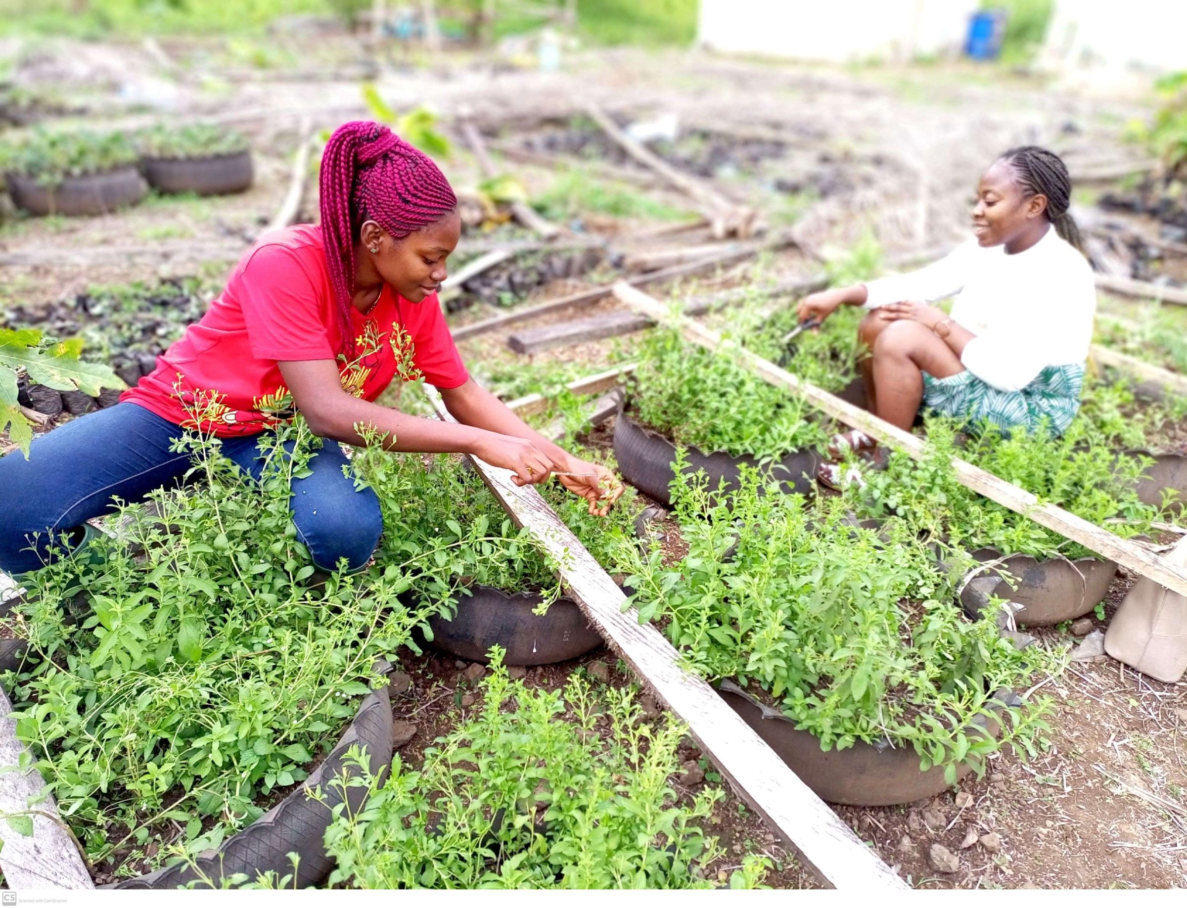 EE 30 Under 30 Awardee  Nora teaches young women on the propagation of Stevia using organic fertilizer and wasted tyres.