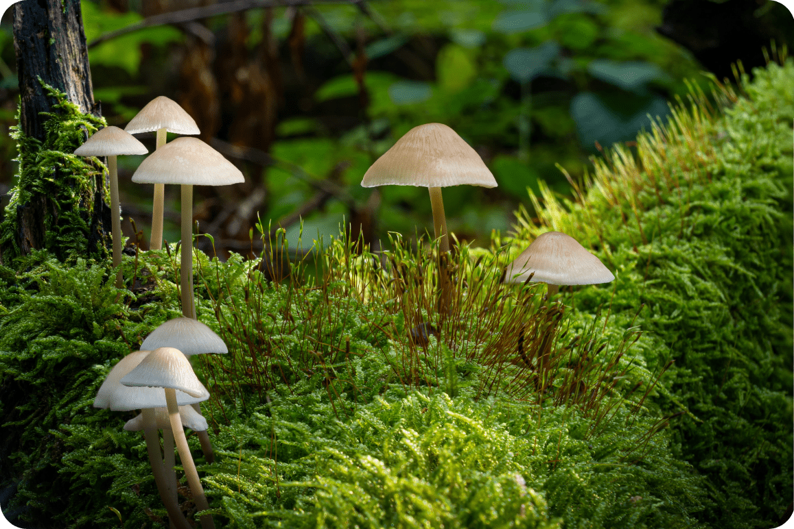 Mushroom grows in moss