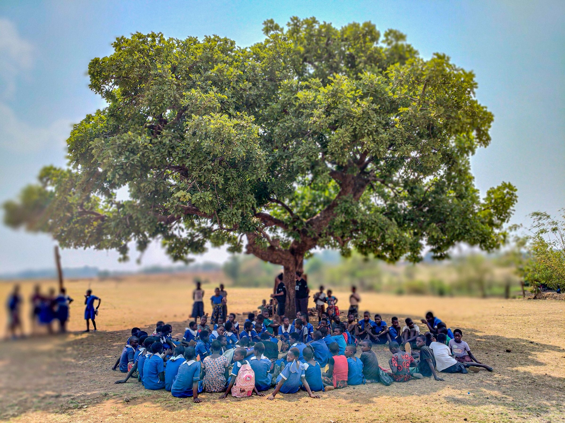 Students sitting in a circle around a large tree