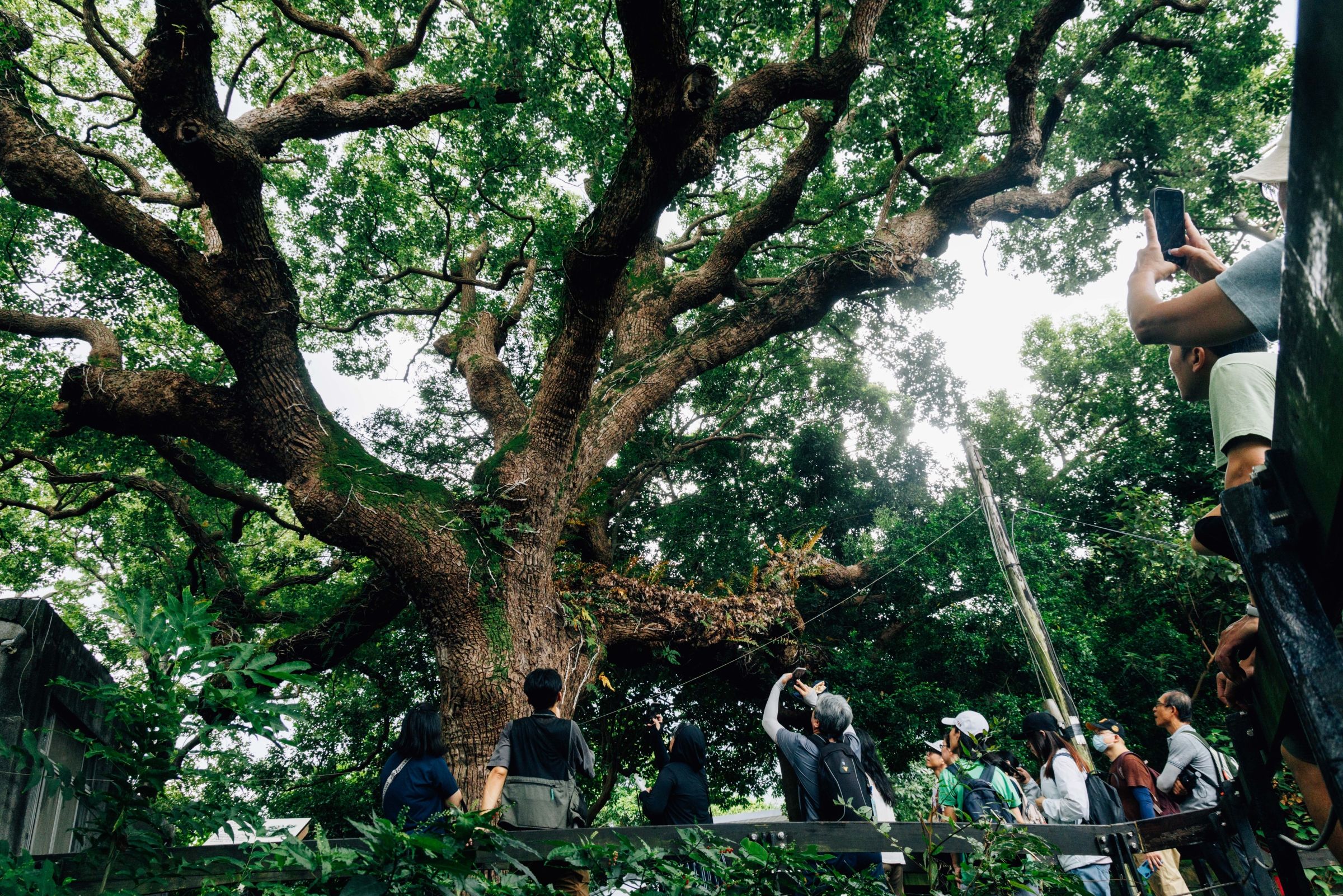 A photo of someone taking a photo of a very large tree